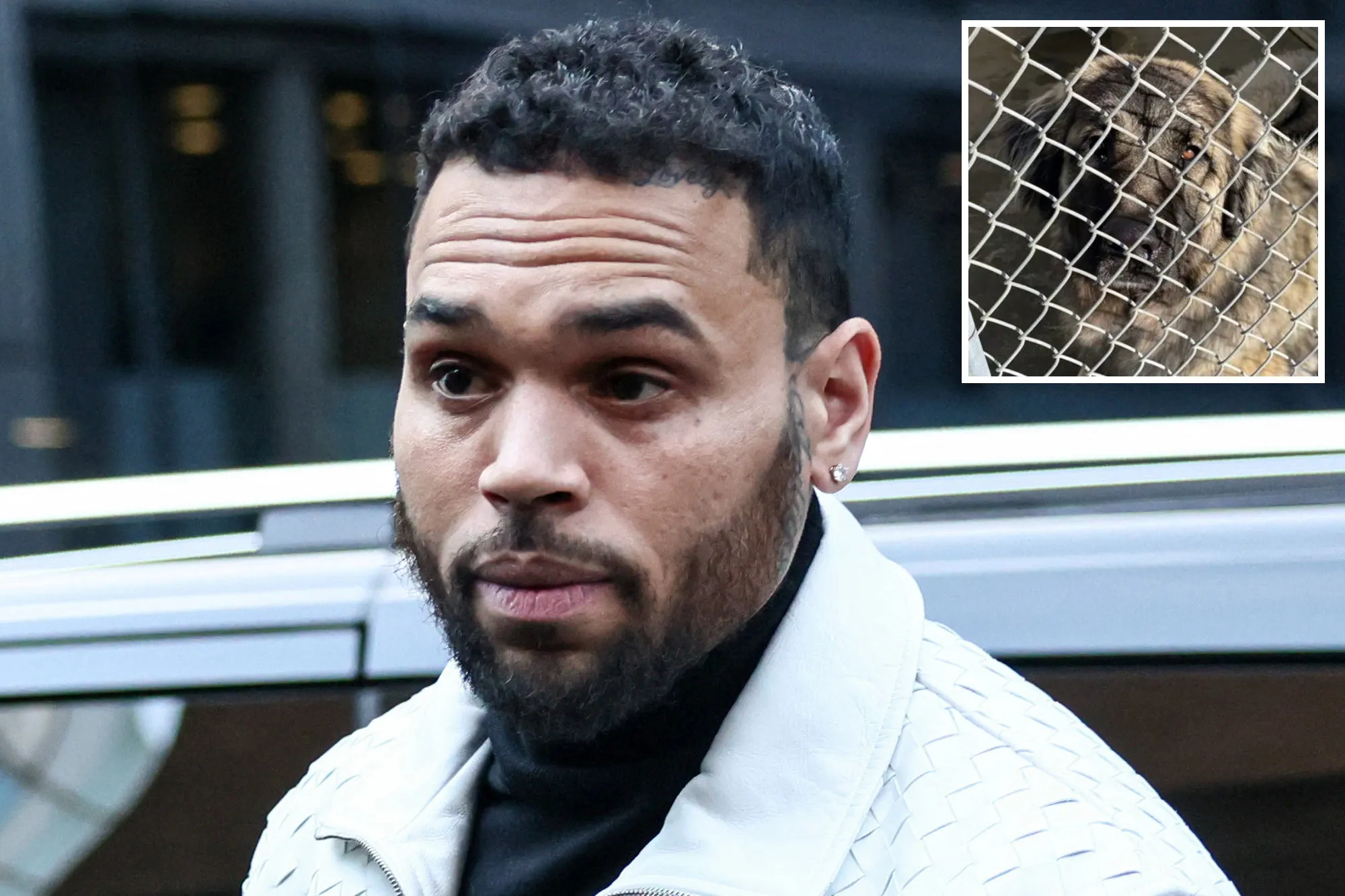 Shocking mistrial declared in $90M Chris Brown lawsuit involving dog ‘Hades’