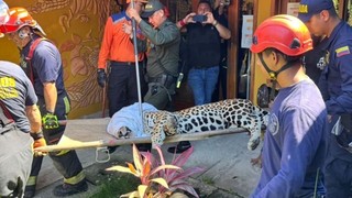 Jaguar de más de 100 kg escapa de centro de fauna silvestre colombiano donde era atendido