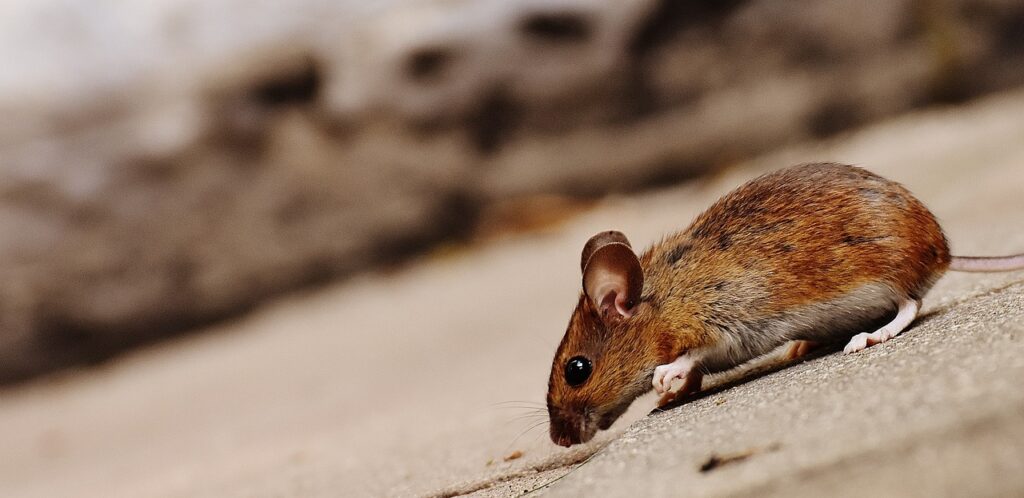 Hantavirus On The Hondius: What We Know