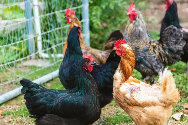 Ontario police warn of poultry scam circulating on Facebook Marketplace