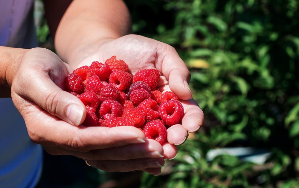 Da li se maline mogu gajiti na terasi? Detaljan vodič za početnike uz koji ćete već u septembru imati prve plodove
