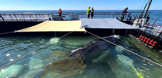 Ostsee-Wal-News heute: Wal laut Experten wahrscheinlich tot – Initiative widerspricht