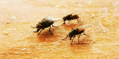 Nećete verovati šta ovi paraziti rade kada lociraju sisara: Gube vid i krila, a onda sledi šok
