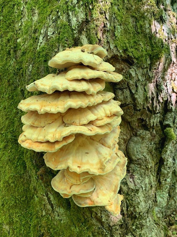 Chicken of the woods aplenty in Latvia