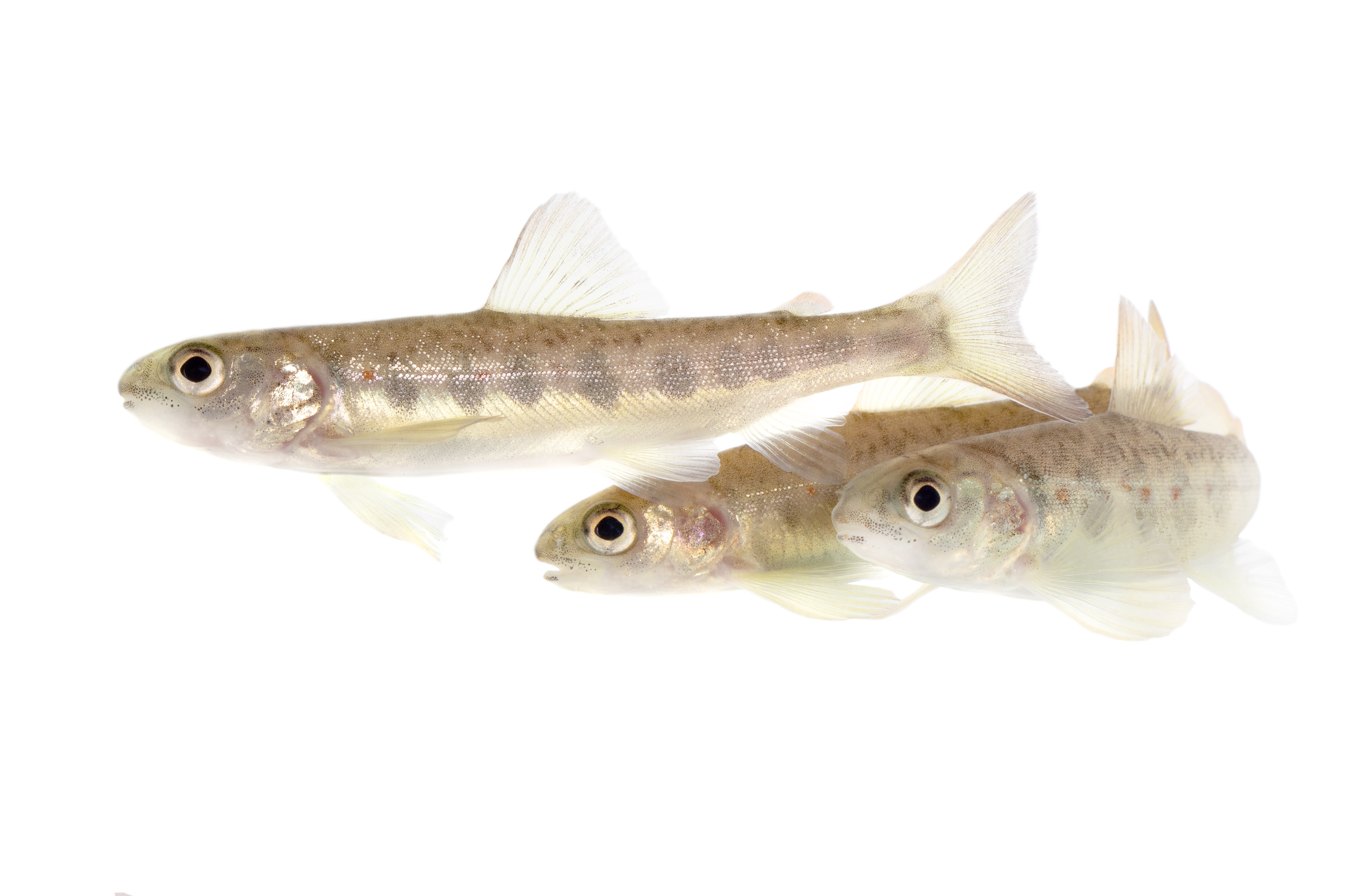 Researchers are giving salmon cocaine. Don't worry, it's for science