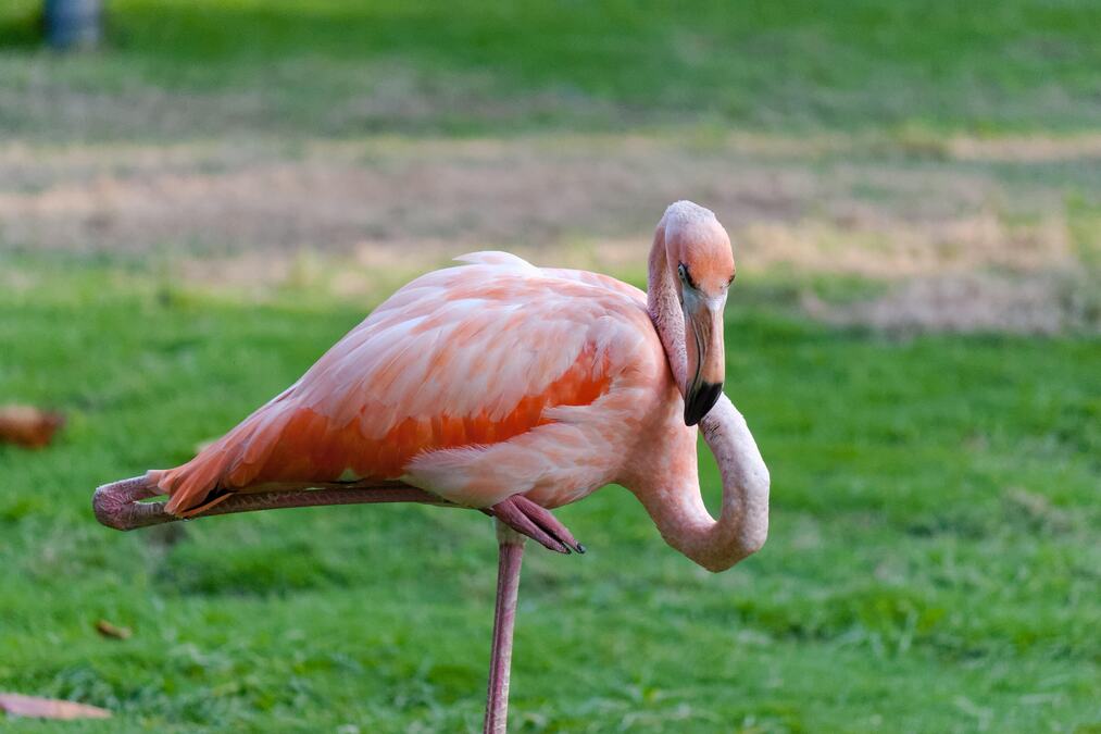 Napokon znamo odgovor zašto flamingosi stoje na jednoj nozi: Ne, ne odmaraju!
