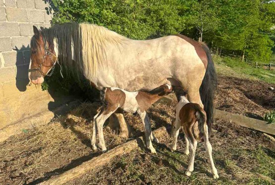 Čudo u Kneževu: Kobila Zvjezdana na svijet donijela dvoje ždrebadi (FOTO)
