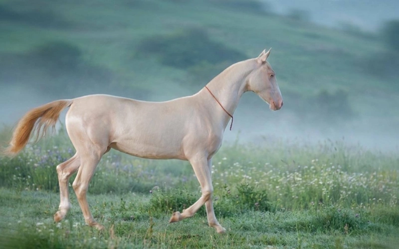 Rare Akhal-Teke Filly as Living Symbol of Kazakhstan’s Nomadic Heritage