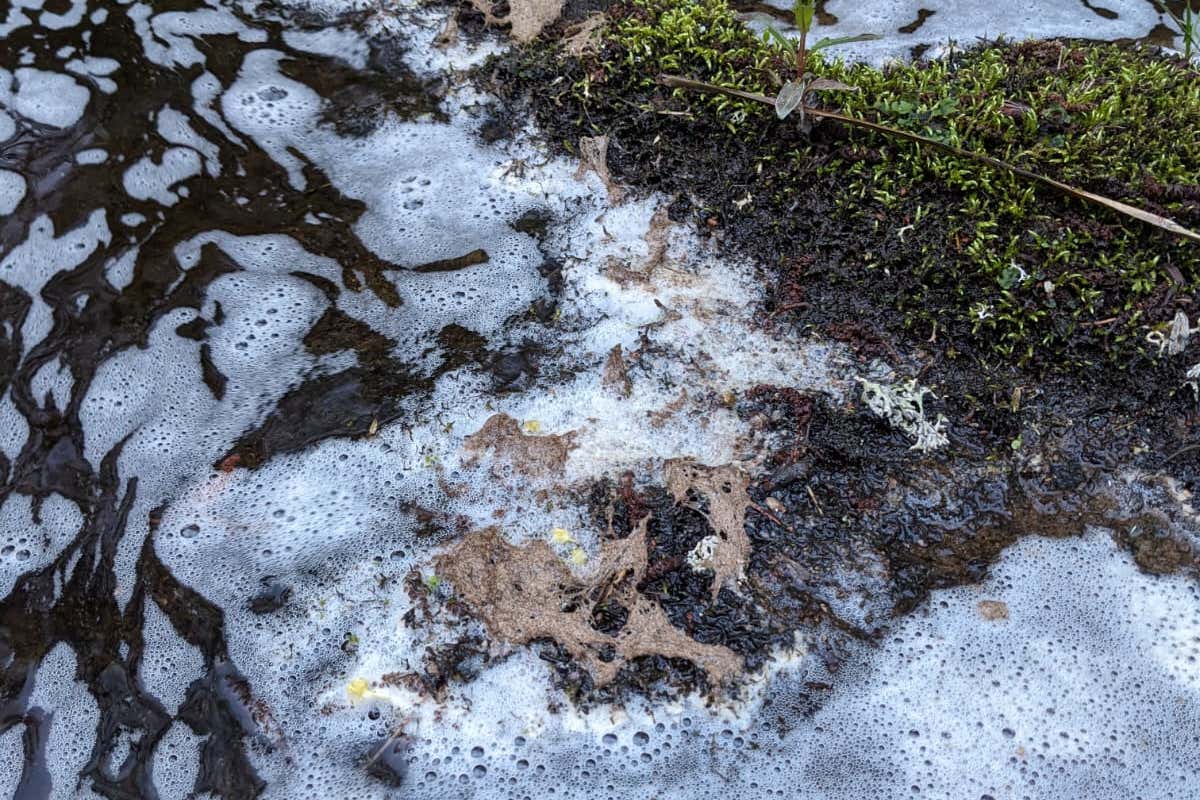 Salmon and birds killed in ‘tragic’ chemical spill on River Spey tributary