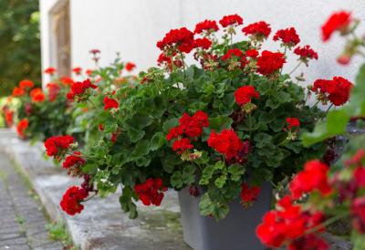 Cvećar otkrio tajnu za BUJNE CVETOVE! Samo jedan prstohvat OVOG začina u saksiju i muškatle će cvetati kao lude sve do jeseni