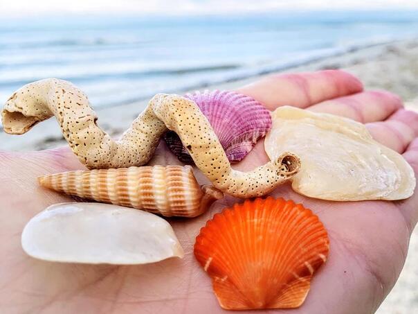 Zbog školjki, pijeska ili kamenja s plaže možete platiti kaznu od 500.000 eura