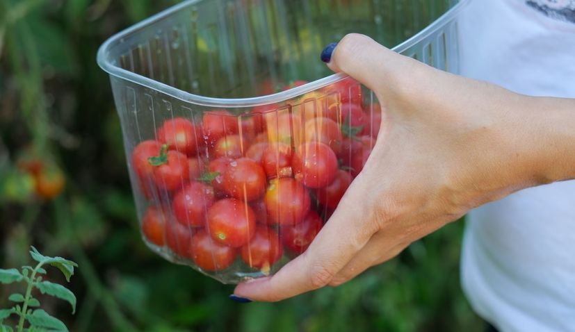 Why cherry tomatoes in Croatia now cost up to €15 per kilo