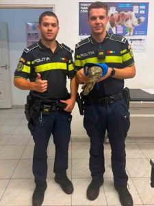 A fost salvat: soimul rănit de pe Steagului a ajuns la veterinar