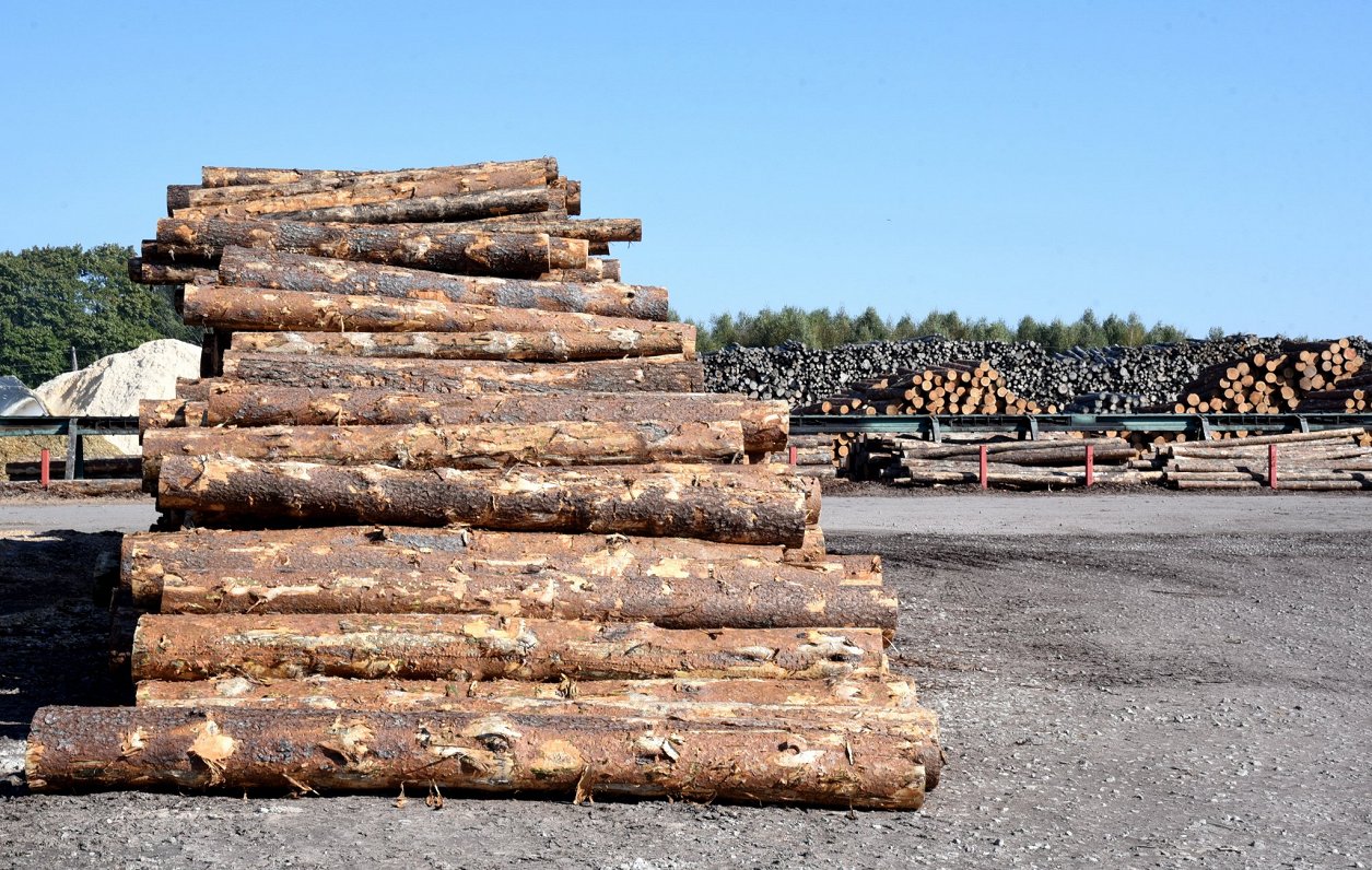 Audit: Poor management of Latvian State Forests causes millions in losses