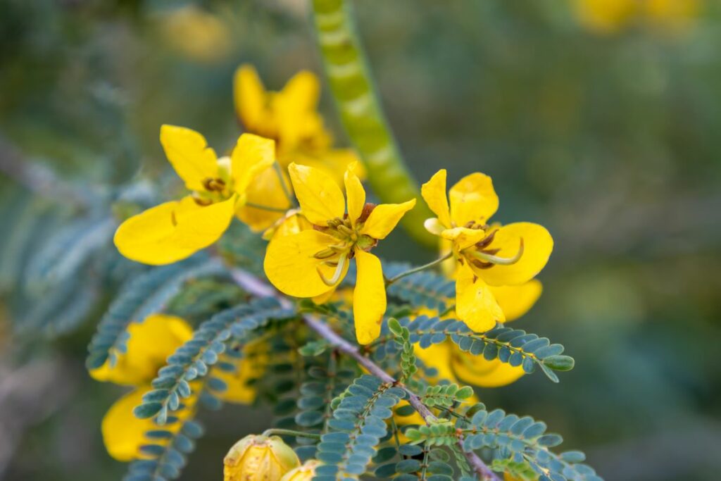 Pazite šta radite! Sena deluje brzo, ali nije bezazlena