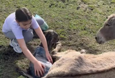 (VIDEO) Dok deca gledaju u telefone, ona pomaže pri rođenju magareta: Dirljiv prizor sa farme raznežio Srbiju - bez straha pritrčala da pomogne i pokazala šta je pravo detinjstvo