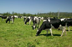 FactCheck: Are there stricter limits on genetically modified foods for animals than for humans?