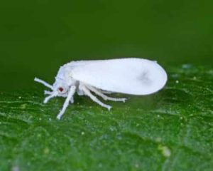 Whitefly infestation damages trees on Grand Cayman