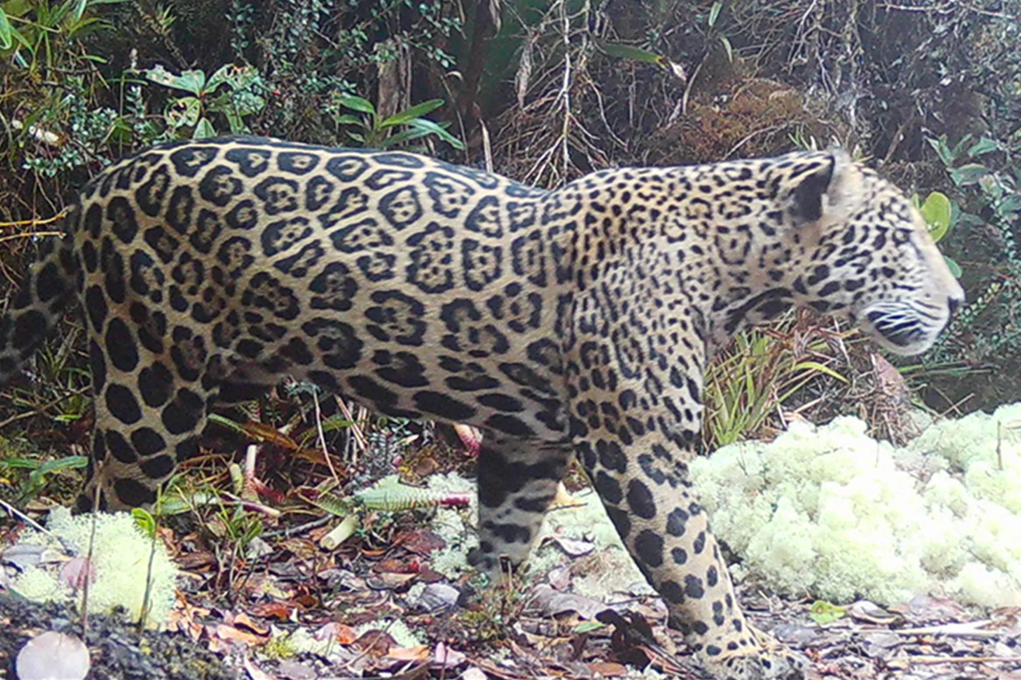 Elusive ‘cloud jaguar’ caught on film for first time in decade, prowling in fabled mountain range
