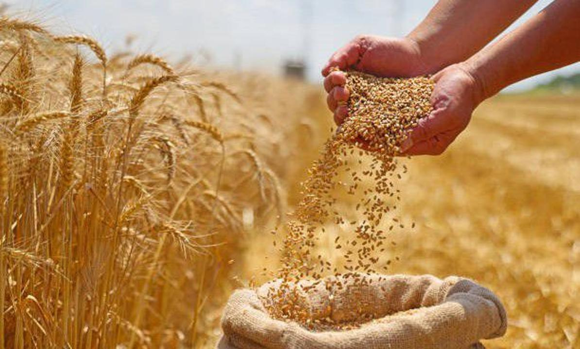 From Grain to Value Chains: Kazakhstan Seeks to Transform Its Agricultural Export Model