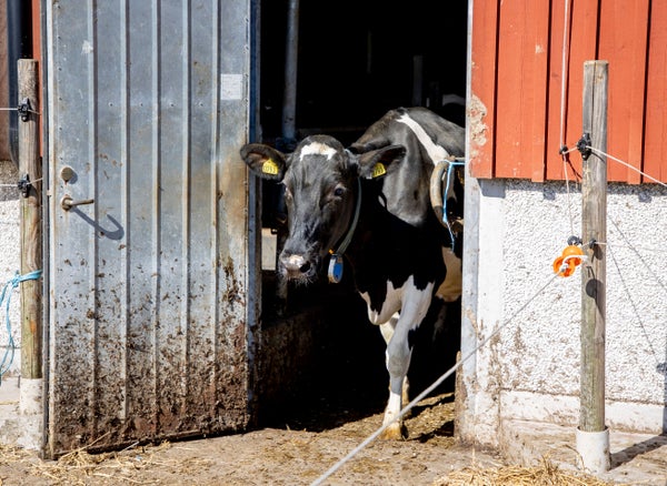 Historisk miljardsatsning på mjölk