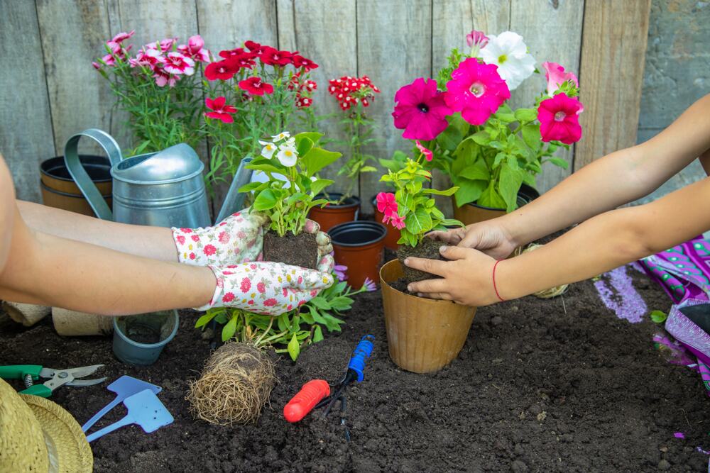 Kako pametno isplanirati sadnju tokom maja, juna i jula: Cvetanje će trajati neprekidno, bez „praznih“ perioda