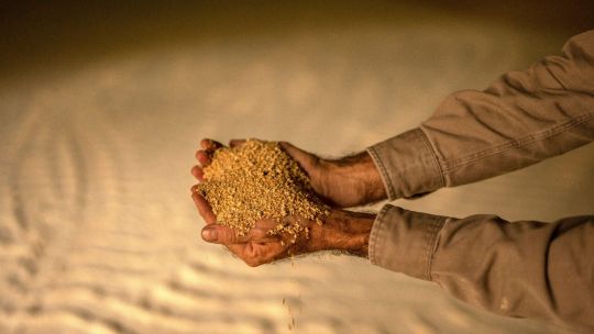 Netherlands rejects Argentina soy meal cargoes over GMO issue