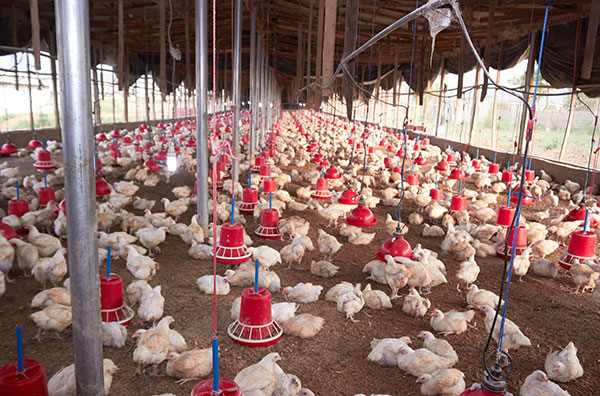 Africa is repositioning poultry for food security