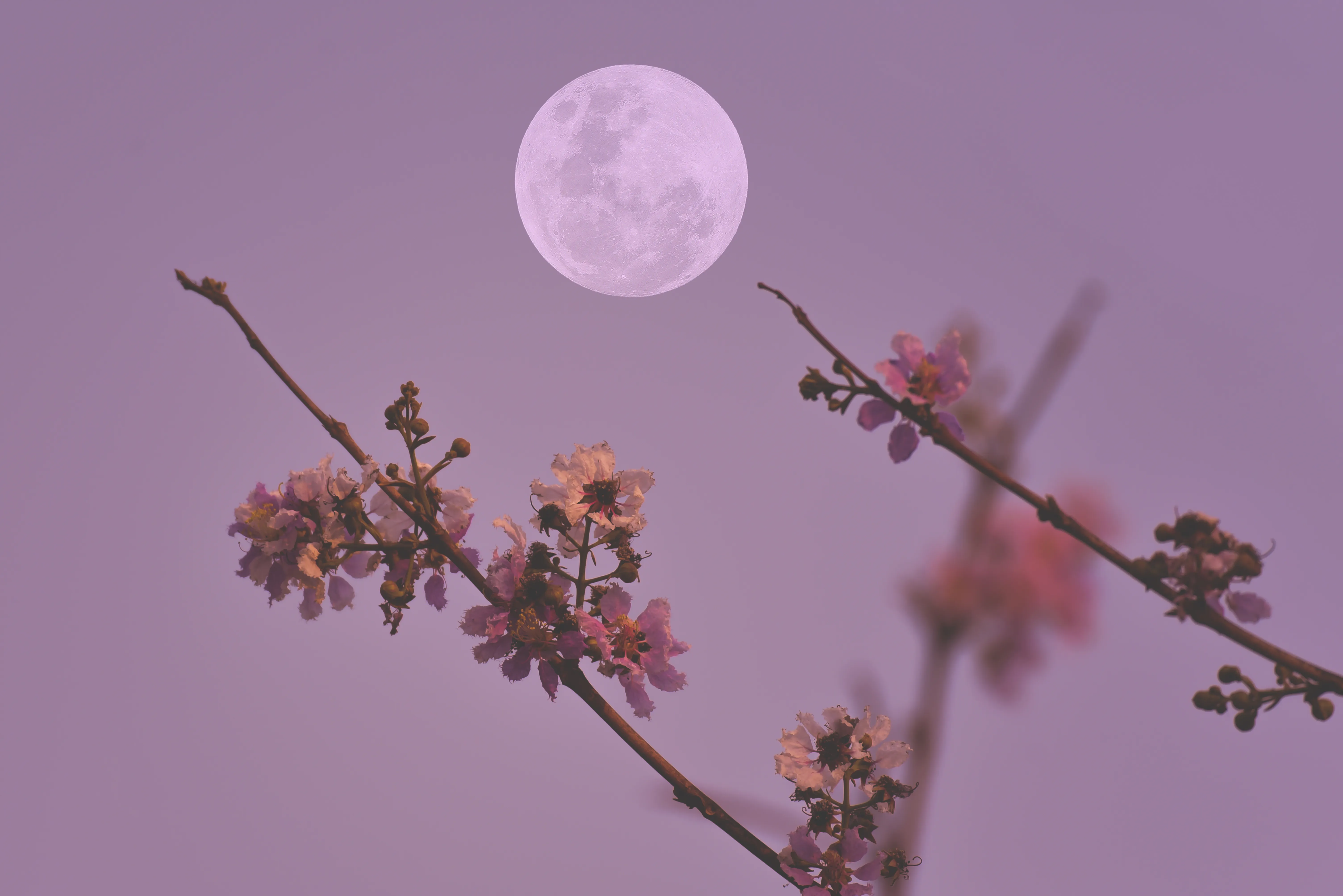 Here’s How Friday’s Full Flower Moon in Scorpio Will Affect Every Star Sign