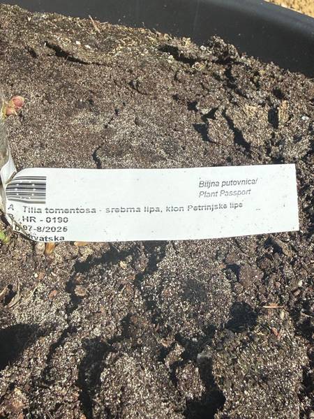 Obnovljen drvored lipa u naselju Gora