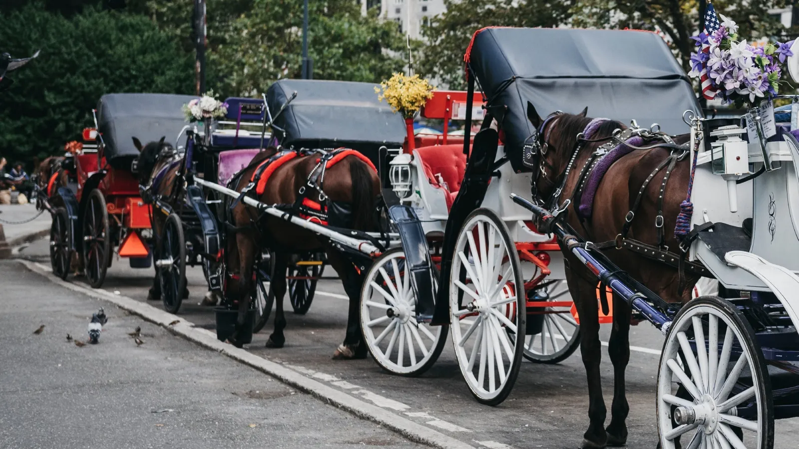 ‘Just to save his mother’: Indian teen dies in horse carriage accident in New York’s Central Park