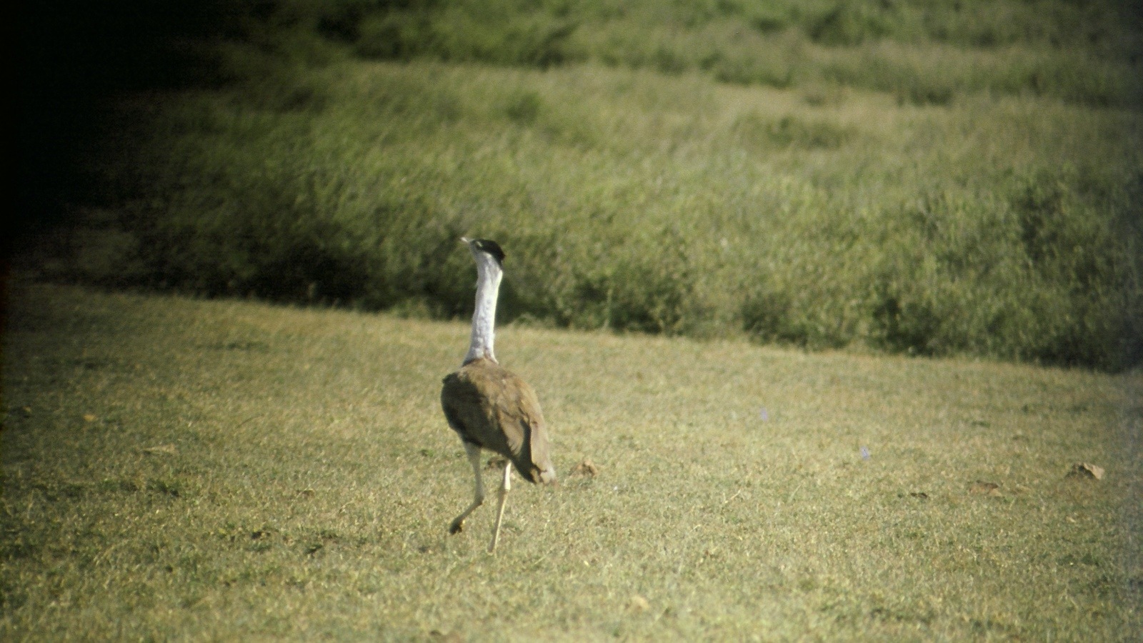 It’s May Day SOS for not just the Great Indian Bustard