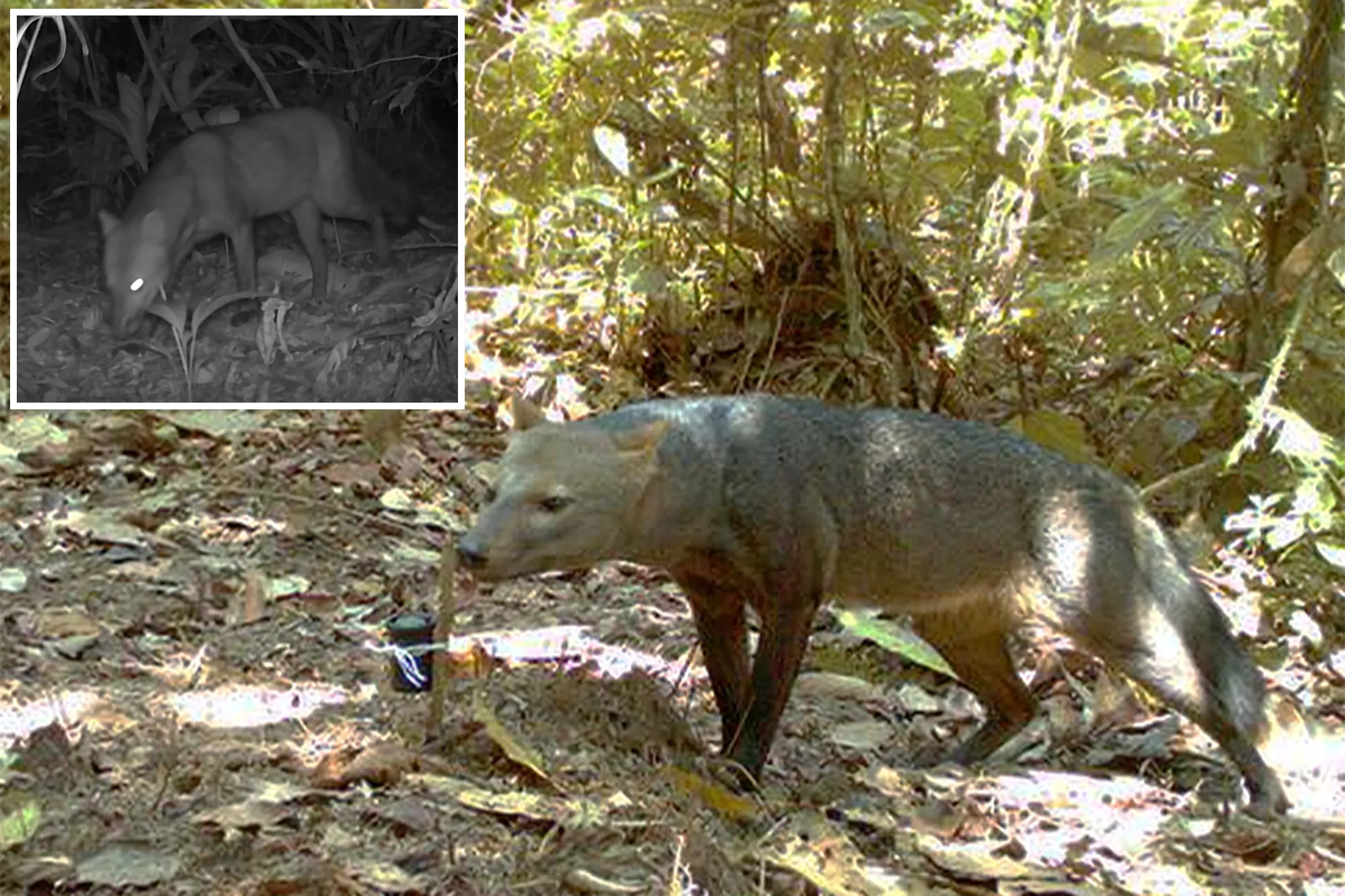 Scientists make ‘surprising’ discovery about Amazonian ‘ghost dogs’