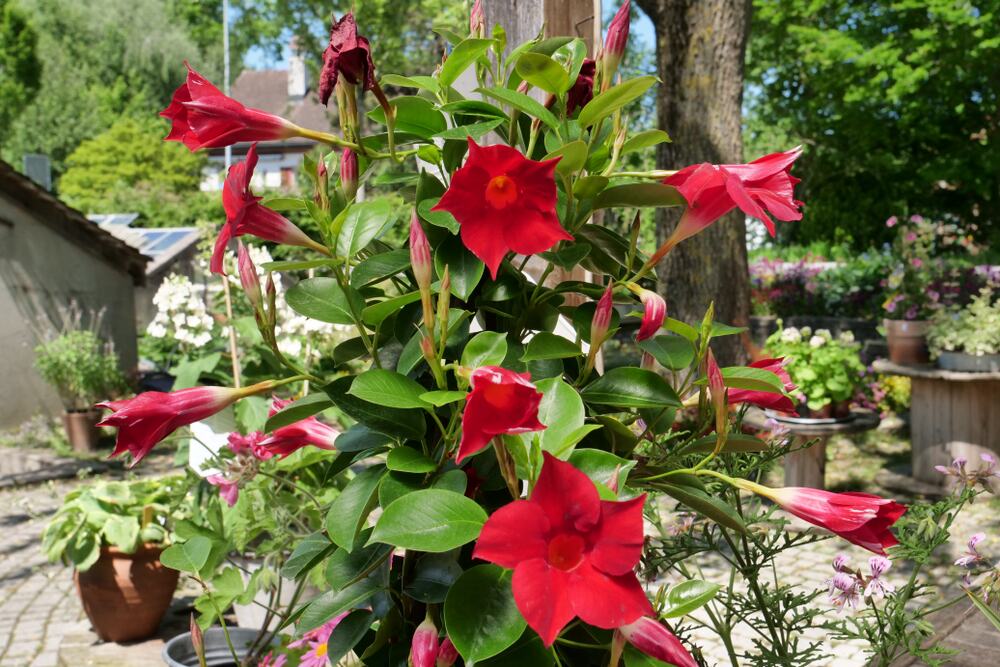Ako u maju posadite dipledeniju, do avgusta ćete imati cvetnu puzavicu od 2 metra: Najjednostavnija za održavanje i ne zahteva mnogo vode