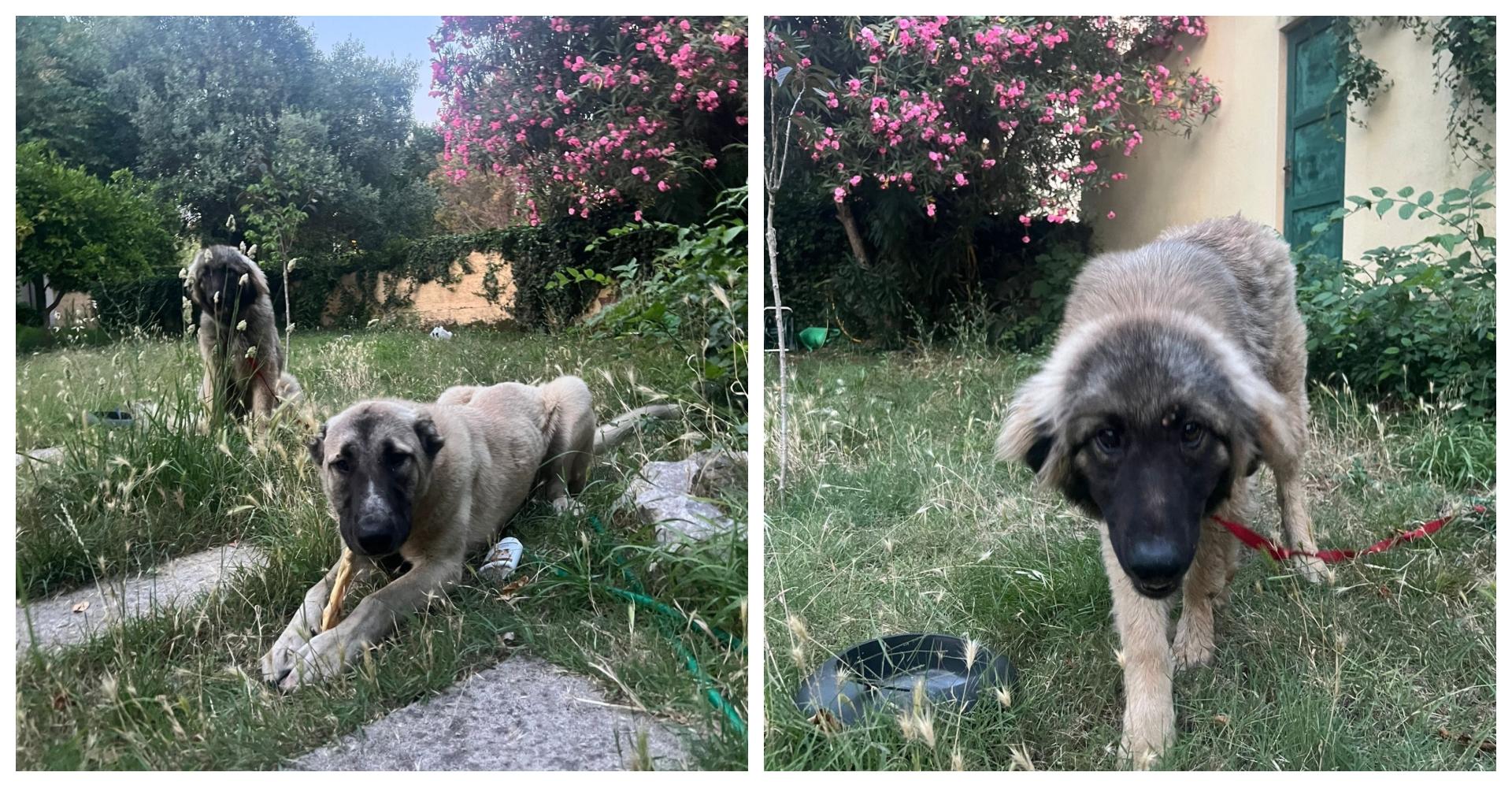 Ovim štencima hitno je potreban dom! Bešćutno su ostavljeni usred ničega, imaju tek par mjeseci, molimo vas pomozite