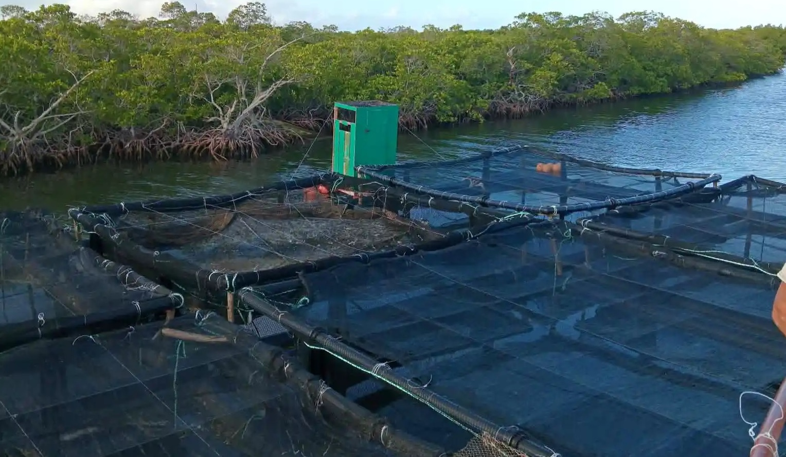 Jaulas para criar langostas con asesoría vietnamita en Quemado de Güines, Villa Clara.