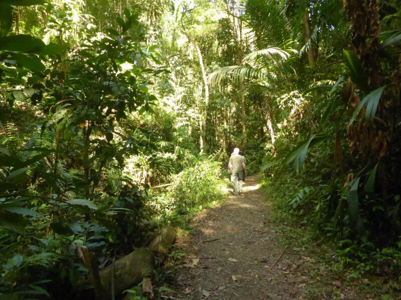 Two-and-a-half centuries of rainforest protection in Tobago