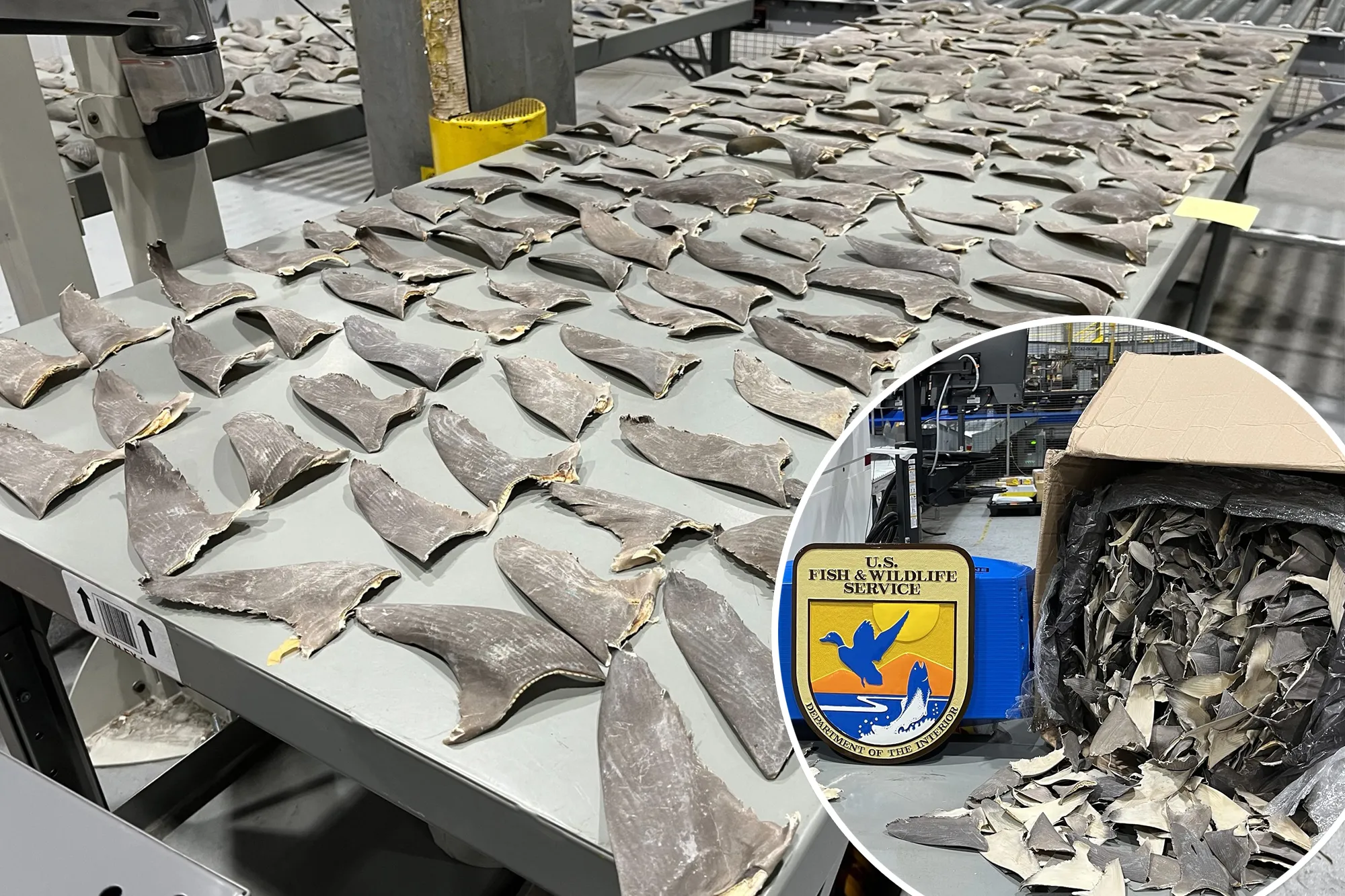 Wildlife officials intercept 1,600 pounds of illegal shark fins in Alaska