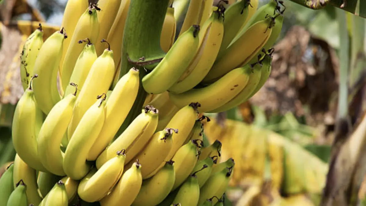 Bananeros llaman a fortalecer la confianza empresarial para preservar el desarrollo de las zonas rurales