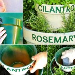 Saksije za začinsko bilje