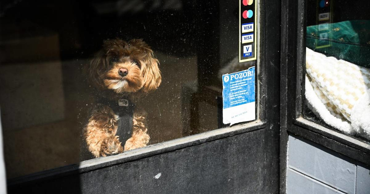 Fotka dana: Preslatki psić strpljivo čekao vlasnicu u jednom zagrebačkom salonu