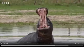 Sacrificar hipopótamos en Colombia desata choques entre ciencia, animalismo y ética