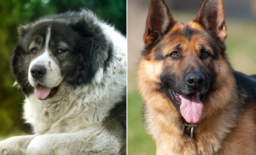 Ovo su dve najopasnije rase pasa: Sa njima mogu da se izbore samo najodgovorniji ljudi