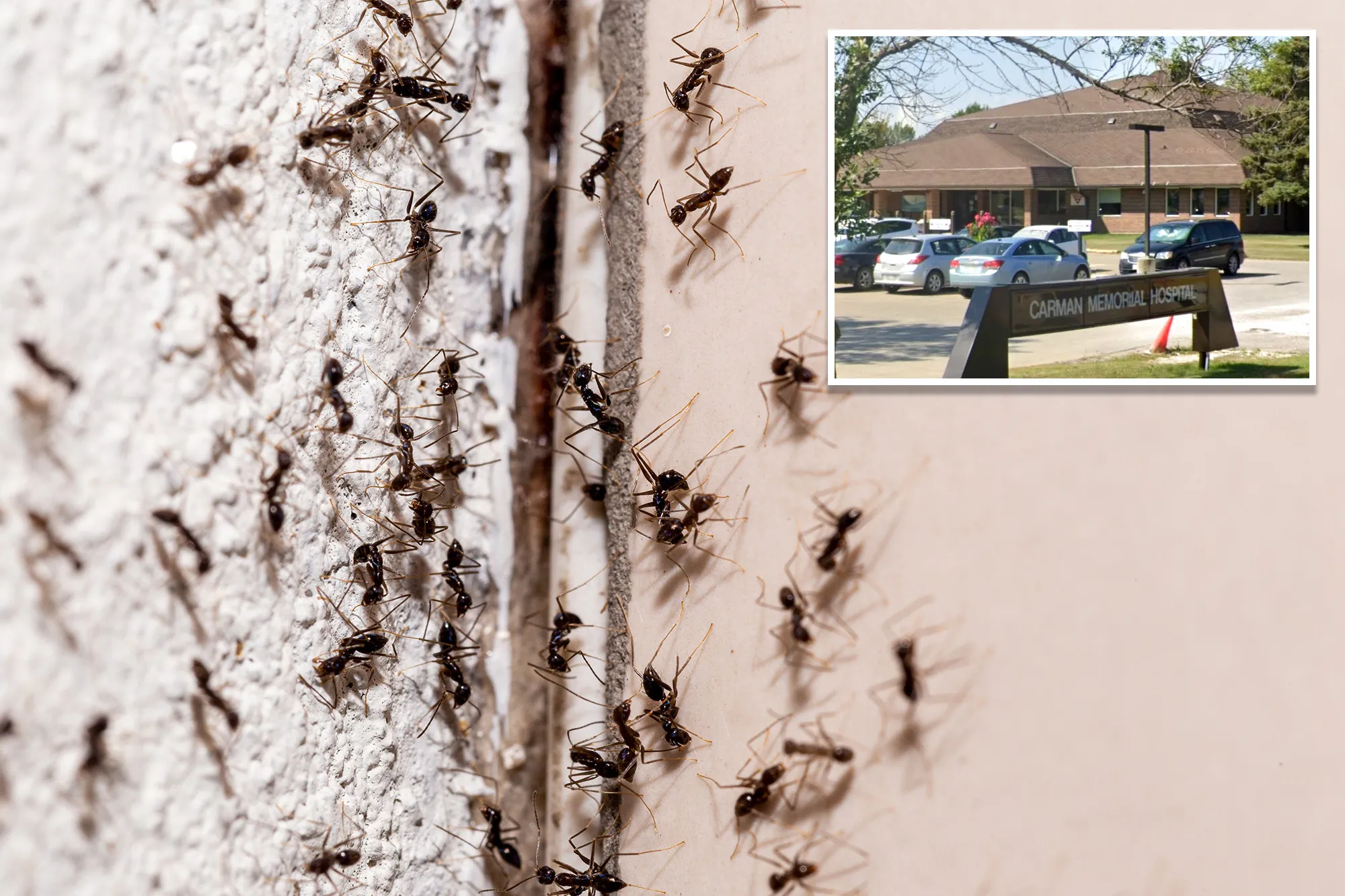 Ant-infested Canadian hospital pauses surgeries after insect invasion