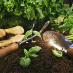 Lekovite biljke koje možete uzgojiti u vašem domu