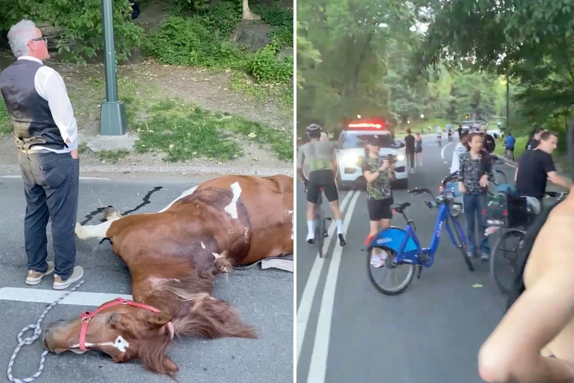 NYC carriage horse collapses and dies in Central Park, traumatizing parkgoers