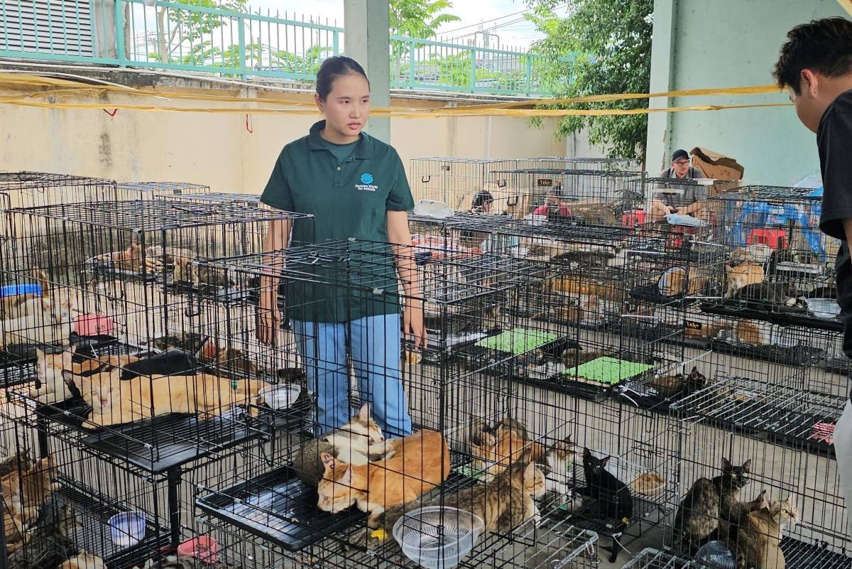 Stolen felines reunited with owners after Vietnam cat-meat bust