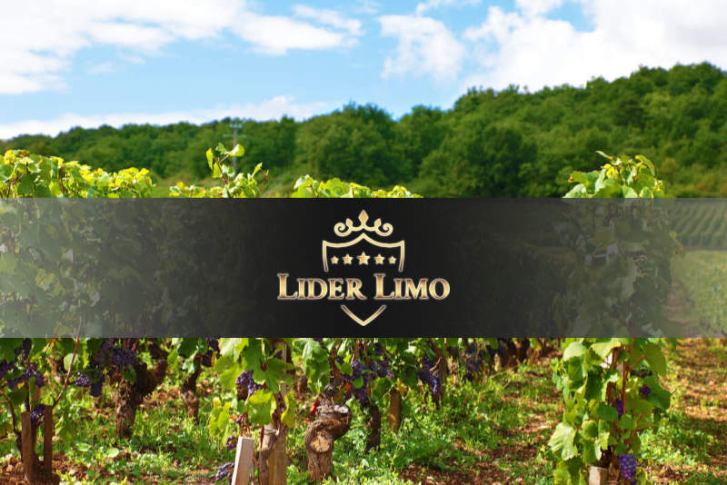 Organizacija vinskih tura