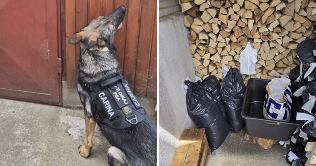 FOTO U Požegi zaplijenjeno više od 276 kilograma ilegalnog duhana