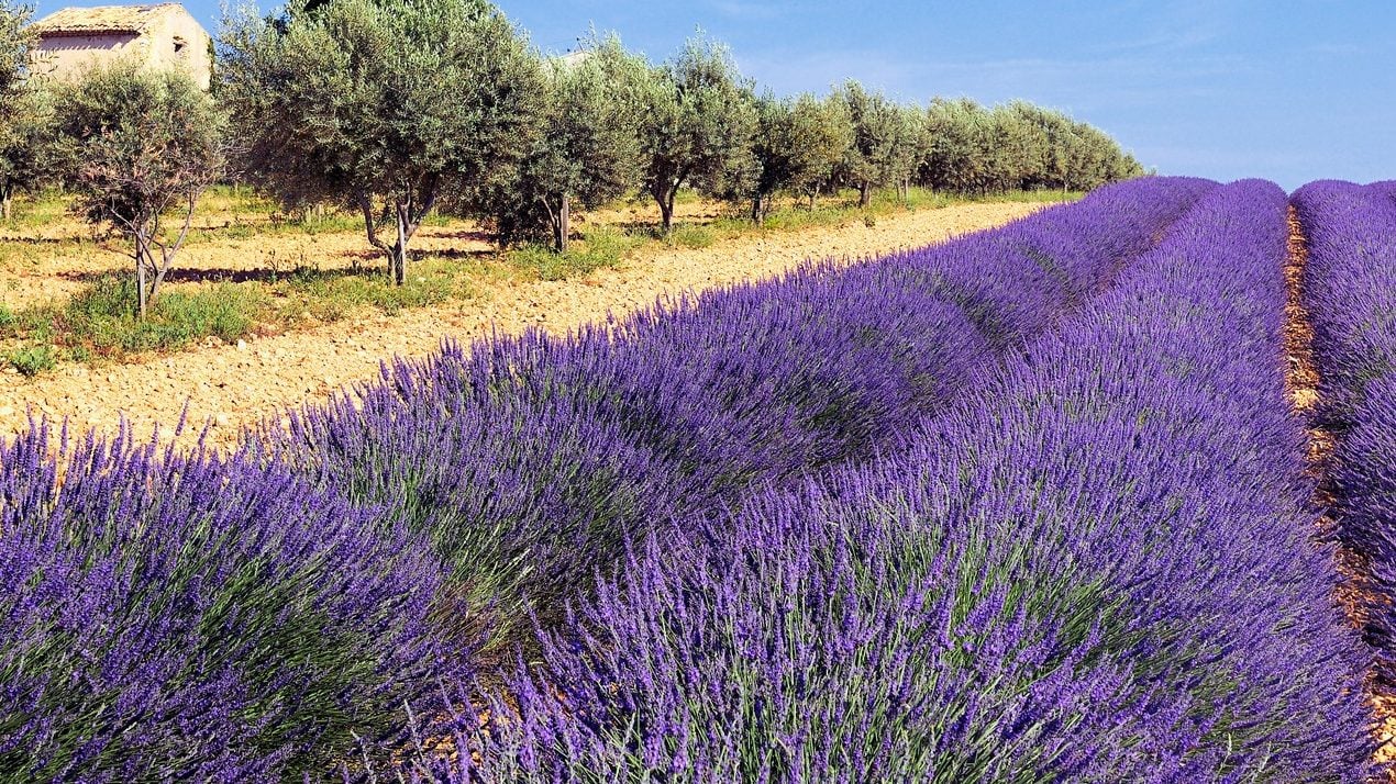 Kako će vaša lavanda biti veća i zdravija: Tajna koju baštovani čuvaju